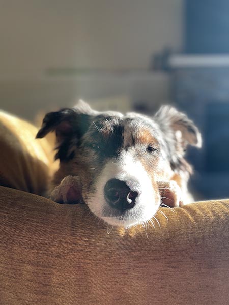 Photo de mon chien Yotsuba après une cure minceur... numérique